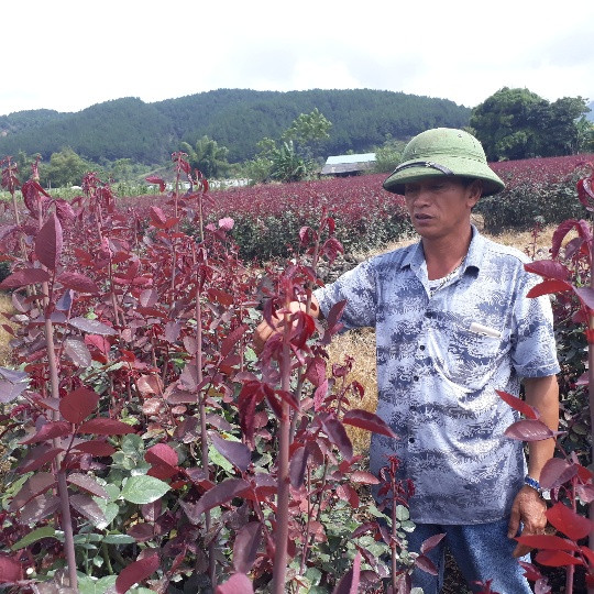 Hàng chục nghìn cành lộc hoa hồng nhuộm đỏ tía cả thung lũng ở Lai Châu. Ảnh: Dân Việt.