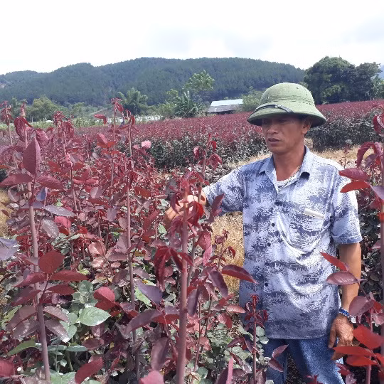 Hàng chục nghìn cành lộc hoa hồng nhuộm đỏ tía cả thung lũng ở Lai Châu. Ảnh: Dân Việt.