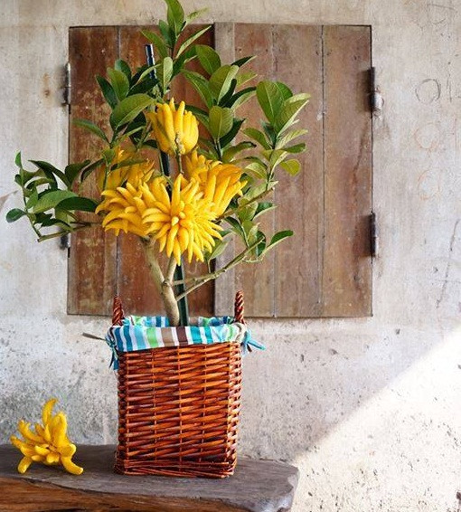 Nếu như cây phật thủ to có quả từ 35-40 quả thì phật thủ mini chỉ có từ 5-9 quả. Ảnh: FB Phật thủ Đắc Sở.