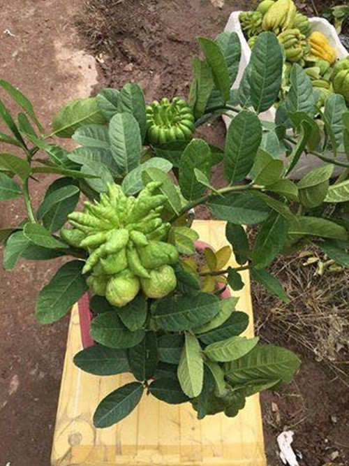 Theo quan niệm của người xưa, hình dáng như bàn tay Phật của phật thủ có thể che chở, bảo vệ cho gia đình được bình an. Ảnh: FB Nam Hằng.