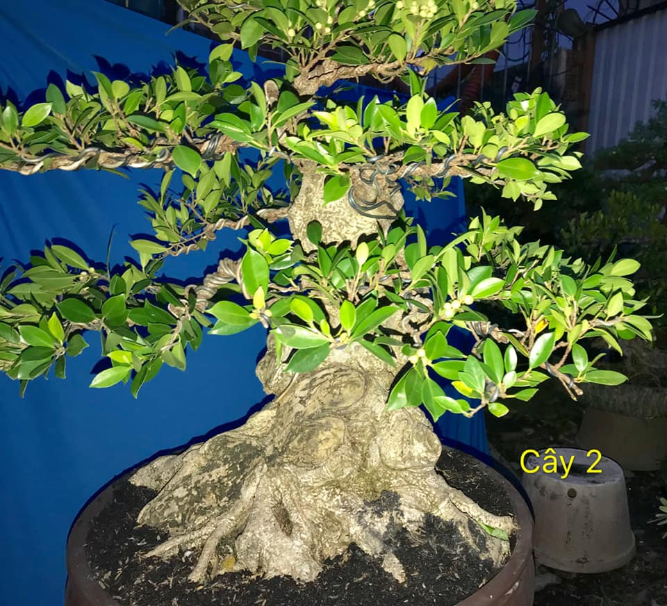 Cây si bông rất già, đã thuần chậu lâu năm. Ảnh: Bonsai Duyên.