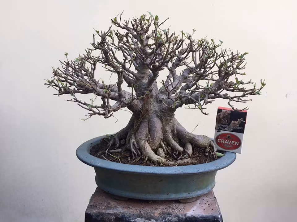  Si bông Đài Loan có nhánh, cành được cắt tỉa cân đối. Ảnh: Bonsai Hà.