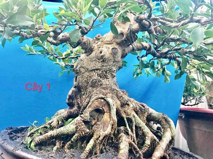 Đường kính gốc khoảng gần 60cm. Ảnh: Bonsai Duyên.