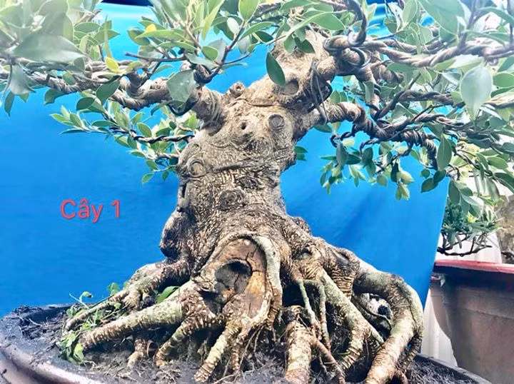 Đường kính gốc khoảng gần 60cm. Ảnh: Bonsai Duyên.