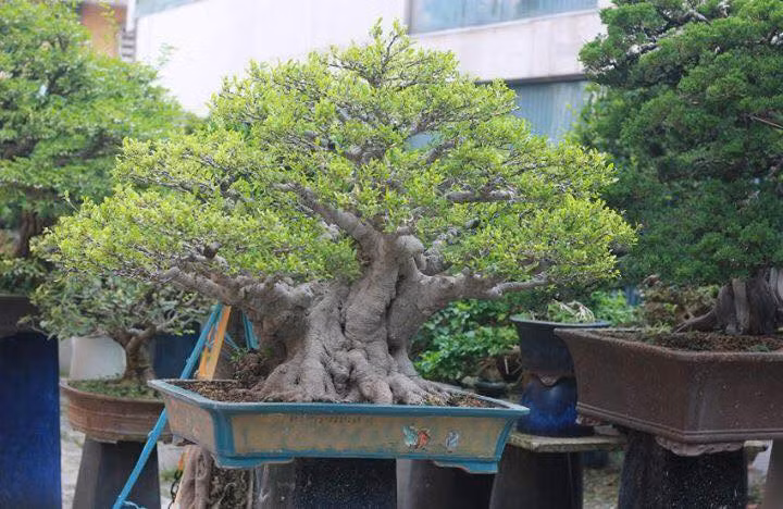 Chậu si bông lâu năm, được tạo dáng cây bonsai nghệ thuật, chi cành đã hoàn thiện. Ảnh: Thongdennhatban.