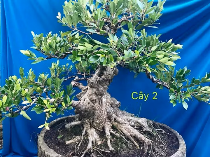 Cây si bông có lá dày, màu xanh sậm, nhiều rễ phụ, thích hợp với vị trí sân vườn hoặc phòng khách. Ảnh: Bonsai Duyên.