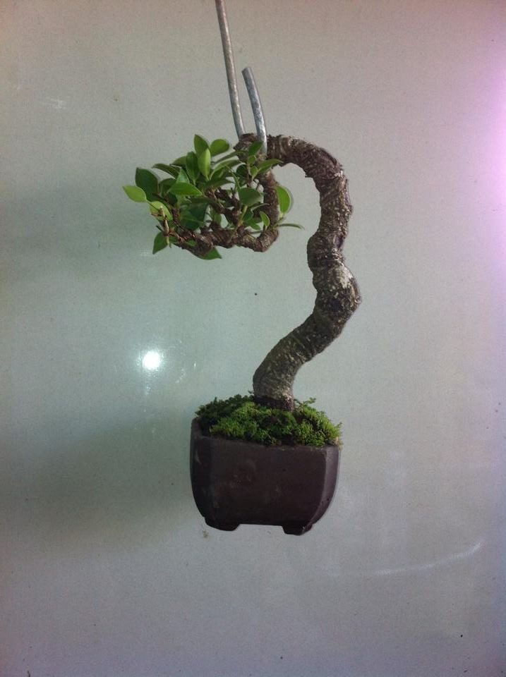 Si bông bonsai mini cũng được nhiều khách hàng chú ý. Ảnh: Shop BonSai CaoLanh.