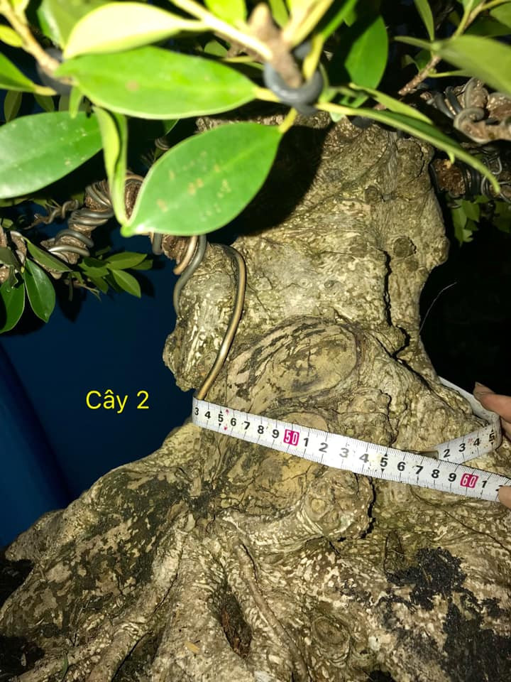 Gốc cây nổi u sần cổ kính. Ảnh: Bonsai Duyên.