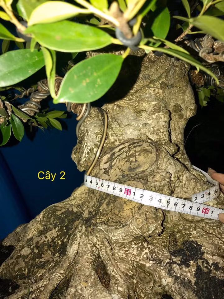 Gốc cây nổi u sần cổ kính. Ảnh: Bonsai Duyên.