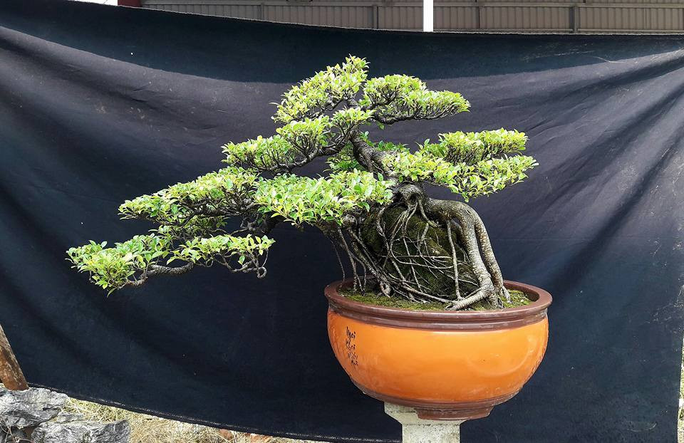 Si bông ôm đá đầy nghệ thuật. Ảnh: Hiếu Penjing‎.