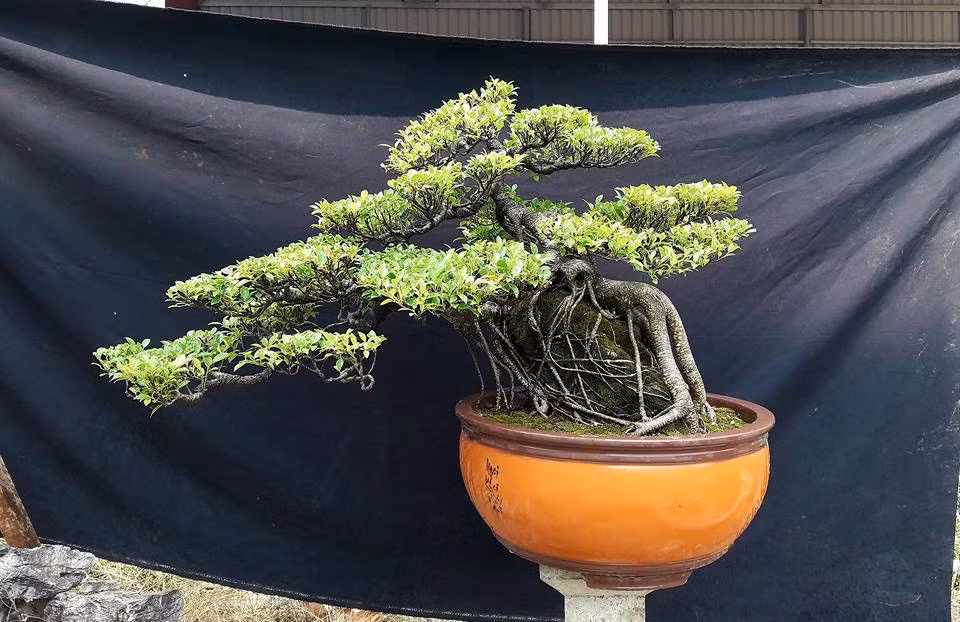 Si bông ôm đá đầy nghệ thuật. Ảnh: Hiếu Penjing‎.