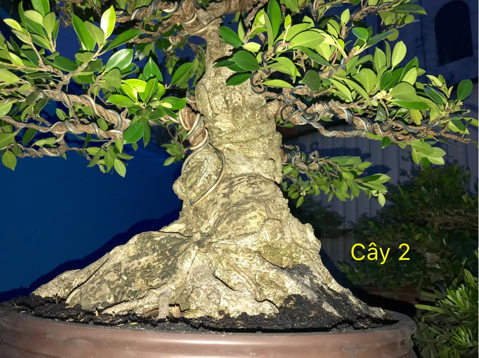 Mới đây, trên thị trường cây cảnh Tết 2019 xuất hiện cây si bông Đài Loan khá độc đáo. Ảnh: Bonsai Duyên.