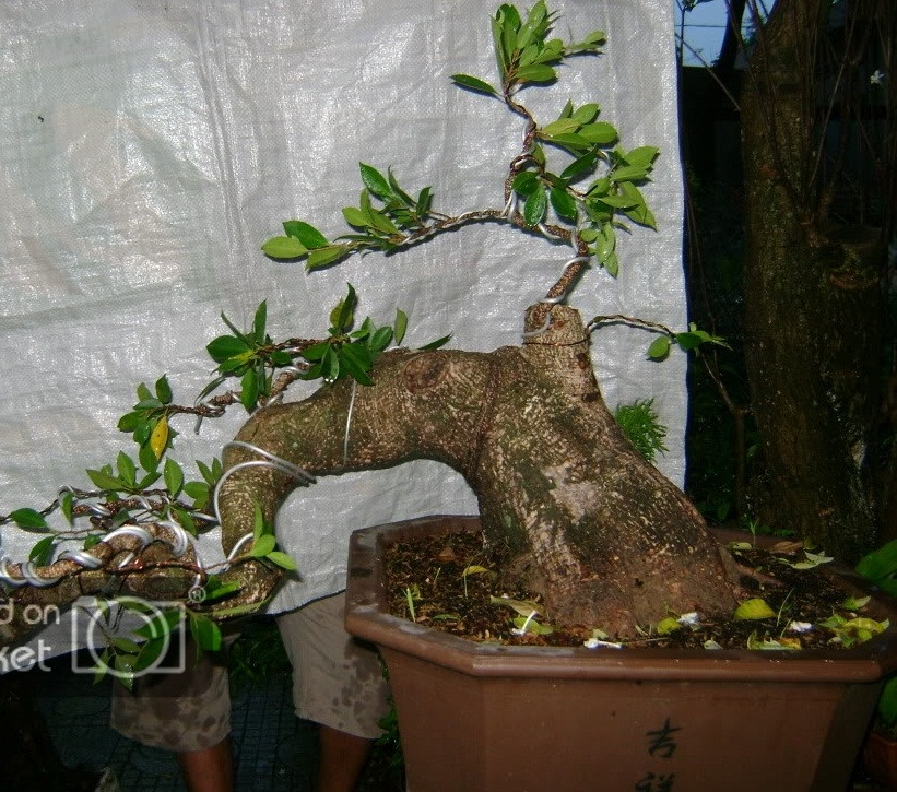 Cây si bông dáng đổ, hoành hơn 60 cm. Ảnh: Caycanhvietnam.