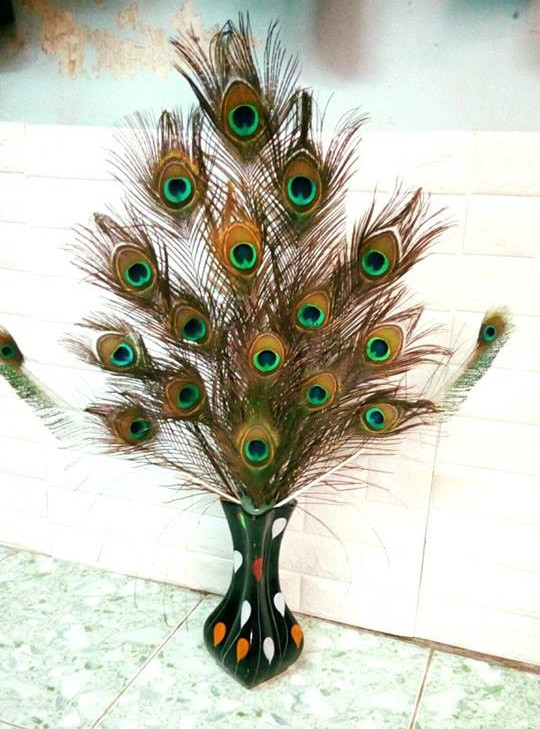 Bình nhỏ cũng gần 20 cọng. Ảnh: Lông công Ấn Độ.