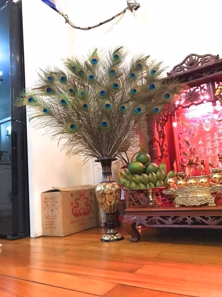 Bình lông công có thể đặt cạnh bàn thờ Thần Tài hay ở cửa chính với ý nghĩa thu hút tài lộc. Ảnh: FB Lông công phong thủy.