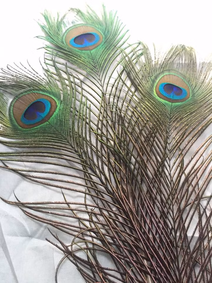 Giá bán mỗi cọng lông công này dao động từ 20.000 - 30.000 đồng, tùy thuộc vào độ dài của sản phẩm. Ảnh: FB Lông Công Ấn Độ.