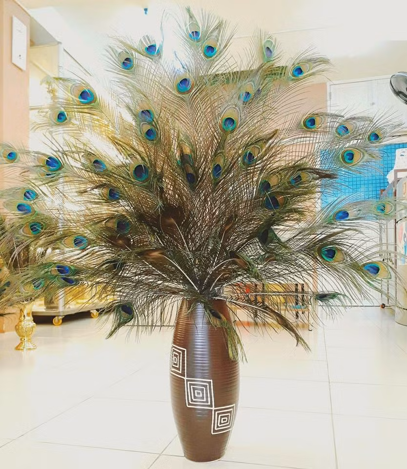 Vì vậy, muốn có một bình lông công lạ mắt trang trí nhà, khách phải bỏ ra vài trăm nghìn đồng. Ảnh: Lông công Ấn Độ.