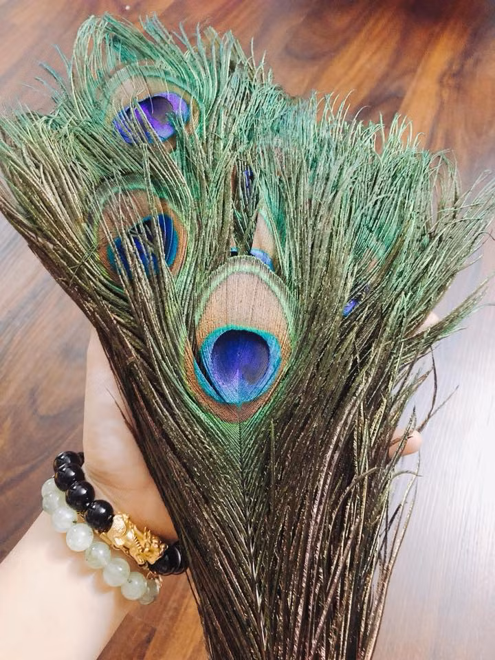 Thời gian gần đây, trên các chợ online xuất hiện một mặt hàng mới lạ là lông công phong thủy. Ảnh: Tâm Linh Thần Điện.