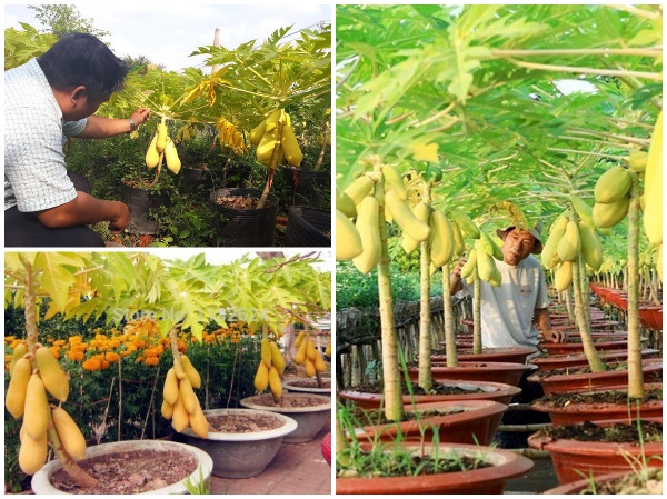 Đu đủ vàng mini làm kiểng lạ mắt chưng Tết. Ảnh: Sendo.