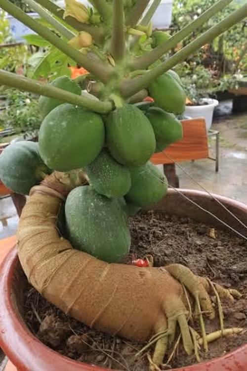 Cây đu đủ bonsai chuẩn có tán lá rộng, hoa nở và quả trĩu. Ảnh: Infonet.