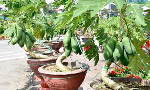 Để tạo thế bonsai, ngay từ nhỏ, cây được đưa vào chậu và tiến hành uốn theo hướng đã định. Ảnh: Baoquangngngai.