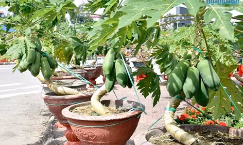 Để tạo thế bonsai, ngay từ nhỏ, cây được đưa vào chậu và tiến hành uốn theo hướng đã định. Ảnh: Baoquangngngai.