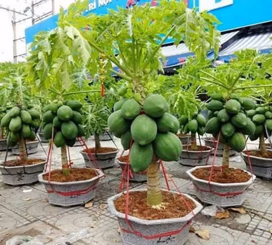 Gần một tháng nữa mới đến Tết Nguyên đán song trên thị trường đã xuất hiện nhiều chậu bonsai đu đủ với hình dáng độc đáo. Ảnh: Facebook.