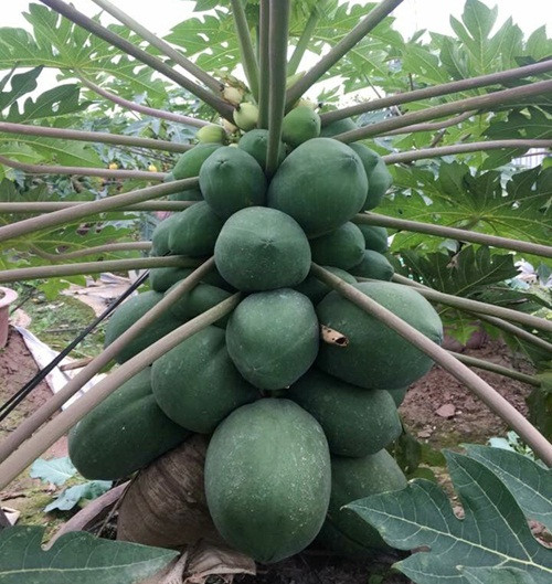 Nhiều nhà vườn hiện đã có khách đặt mua hết từ sớm. Ảnh: Dân Việt.