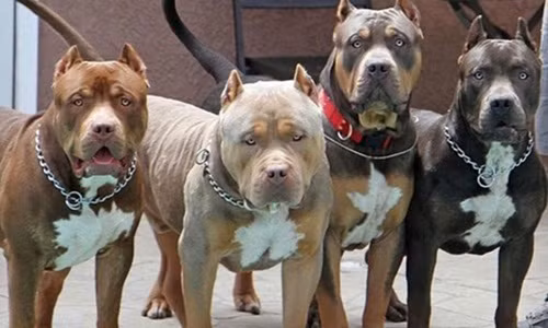 Chó Pitbull lần đầu tiên được nuôi ở Việt Nam cách đây hơn 10 năm (khoảng 2005). Khi đó, một chú chó Pitbull có giá trên 10.000 USD. Ảnh: Thukieng.