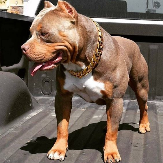 Pitbull là giống chó nhà có nguồn gốc từ châu Mỹ, được nuôi ở Anh làm chó kiểng hay thực hiện những nhiệm vụ nhẹ nhàng trong nhà. Ảnh: Chokieng.