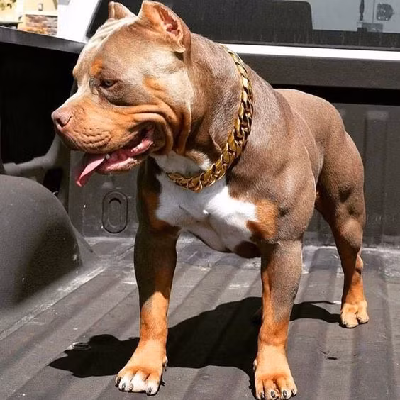 Pitbull là giống chó nhà có nguồn gốc từ châu Mỹ, được nuôi ở Anh làm chó kiểng hay thực hiện những nhiệm vụ nhẹ nhàng trong nhà. Ảnh: Chokieng.