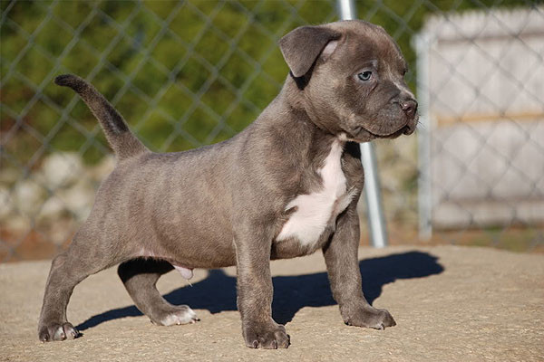 Không chỉ đắt đỏ, dòng chó Pitbull còn được xếp vào danh mục những giống chó nguy hiểm nhất với con người. Ảnh: Thukieng.