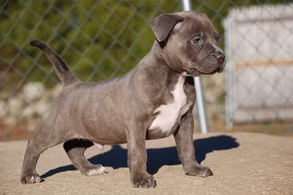 Không chỉ đắt đỏ, dòng chó Pitbull còn được xếp vào danh mục những giống chó nguy hiểm nhất với con người. Ảnh: Thukieng.