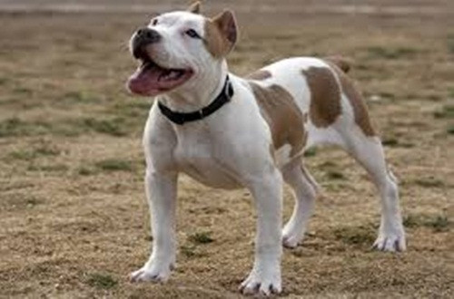 Chó Pitbull được rao bán từ 1-3 triệu đồng thường không phải Pitbull thuần chủng. Trong khi đó, chó Pitbull thuần chủng được sinh ra tại Việt Nam có giá từ 7-9 triệu đồng. Ảnh: PetGuide.
