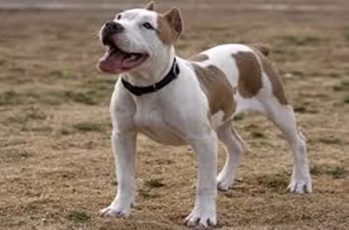 Chó Pitbull được rao bán từ 1-3 triệu đồng thường không phải Pitbull thuần chủng. Trong khi đó, chó Pitbull thuần chủng được sinh ra tại Việt Nam có giá từ 7-9 triệu đồng. Ảnh: PetGuide.