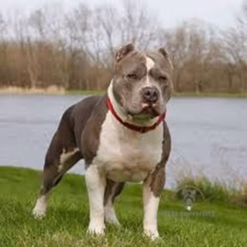 Sau này, chó Pitbull nhanh chóng phổ biến khắp cả nước vì chúng khá dễ nuôi và mắn đẻ. Ảnh: Facebook.