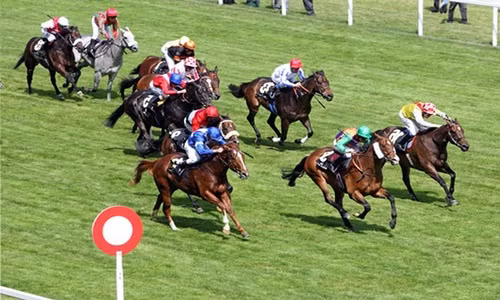 Ha Noi muon xay truong dua ngua 10.000 ty nhu the nao?