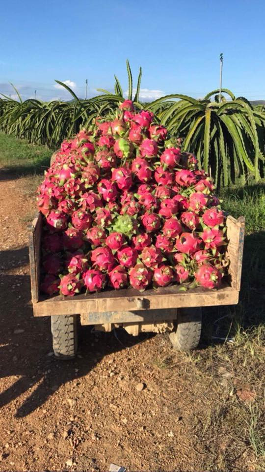 Theo nguồn tin trên VTV, những ngày gần đây, người trồng thanh long ở Bình Thuận đứng ngồi không yên vì rớt giá kỷ lục. Ảnh: FB Quyên Trần.