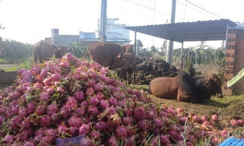 Thậm chí, nhiều người trồng còn phải đổ thành đống cho bò ăn. Ảnh: Sggp.