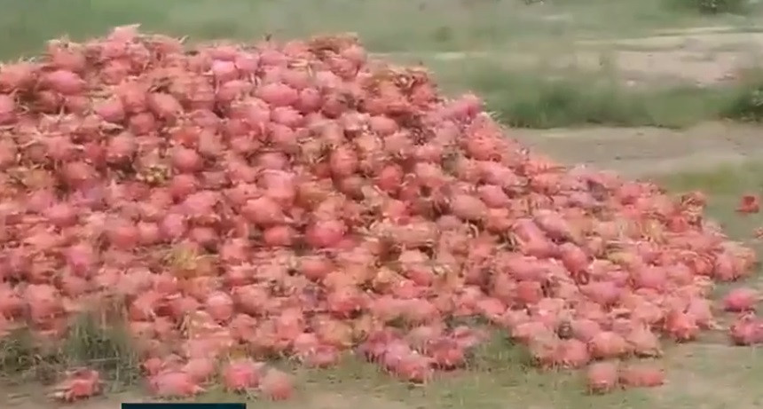 Để thu hoạch một tấn thanh long phải mất 600.000 đồng tiền công, cộng thêm tiền bốc vác, vận chuyển thì người trồng lỗ nặng. Ảnh: VTV9.