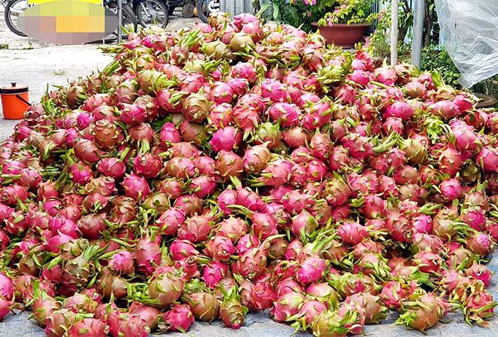 Hàng dạt không ai mua nên nhiều nơi thanh long bị đổ bỏ đỏ cả đường. Ảnh: Vietnamnet.