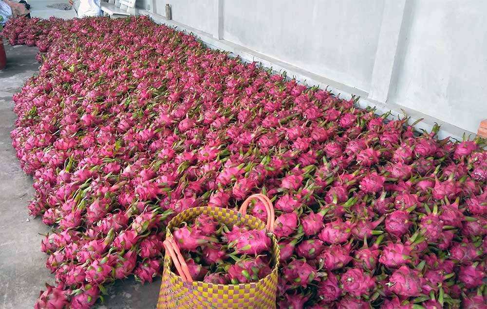 Tương tự, tình trạng thanh long rớt giá cũng xảy ra ở Tiền Giang. Nông dân Tiền Giang không bán mà hái đem làm từ thiện. Ảnh: Vietnamnet.