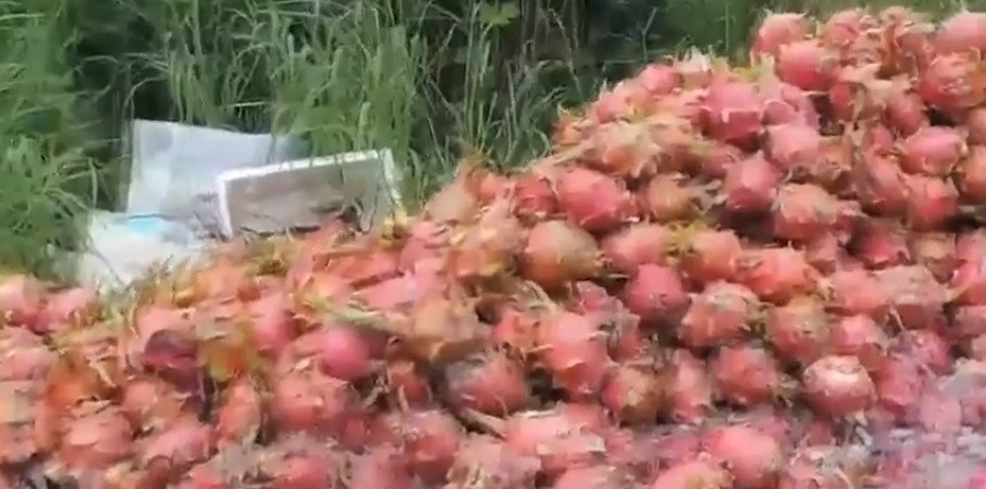 Nhiều nhà vườn khóc ròng khi thanh long giá rẻ, bán không được trong khi chi phí đầu tư lớn. Ảnh: VTV9.