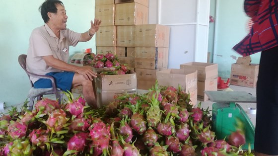 Thời điểm hiện tại, giá thanh long loại đẹp nhất ở Bình Thuận từ 3.000-5.000 đồng/kg. Loại thường chỉ từ 500 – 700 đồng/kg. Ảnh: Sggp.