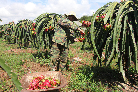 Thông tin trên báo Người lao động cũng cho biết, hàng trăm tấn thanh long đến độ chín rộ tại huyện Xuyên Mộc (Bà Rịa-Vũng Tàu) nhưng rớt giá thê thảm, không bán được, phải hái bỏ đi. Ảnh: Nld.