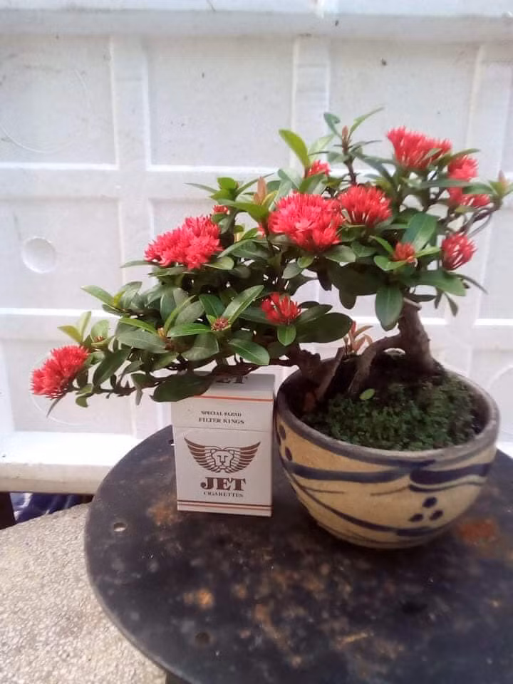 Bonsai mẫu đơn bông trang lá nhỏ có giá gần 1 triệu đồng. Ảnh: FB Kiengbonsaidep.