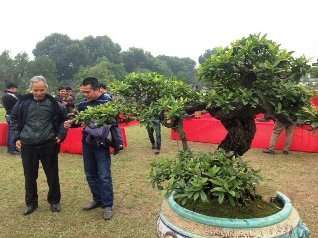 Tác phẩm mẫu đơn cổ thụ hiếm thấy từng được khách trả tới 8.000 USD. Ảnh: Vietnamnet.