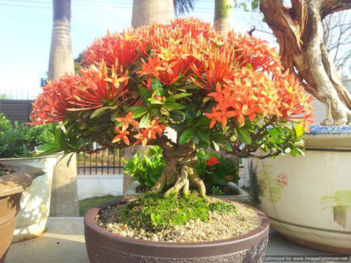 Chậu mẫu đơn bonsai cao khoảng 30-35 cm có thể làm nổi bật cả căn phòng với chùm hoa rực rỡ. Ảnh: Bonsaiart.