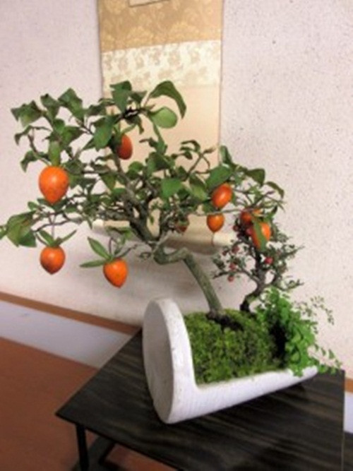 Tác phẩm bonsai không chỉ thể hiện vẻ đẹp của lá hoa cành mà còn phô diễn cả các phần khác như thân, rễ, chậu, quả...Ảnh: Seikouen.