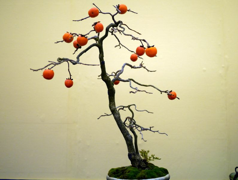 Bonsai hồng dáng xiên đẹp mắt với góc nghiêng 80 độ. Ảnh: Bonsai.